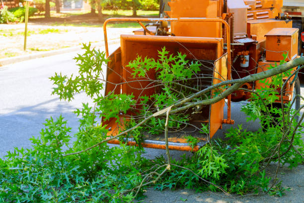 How Our Tree Care Process Works  in  Keowee Key, SC